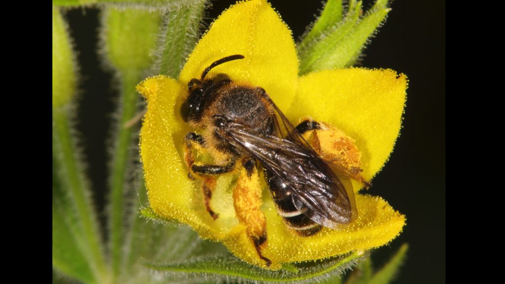 Wildbiene des Jahres 2020: Auen-Schenkelbiene auf Gilbweiderichblüte