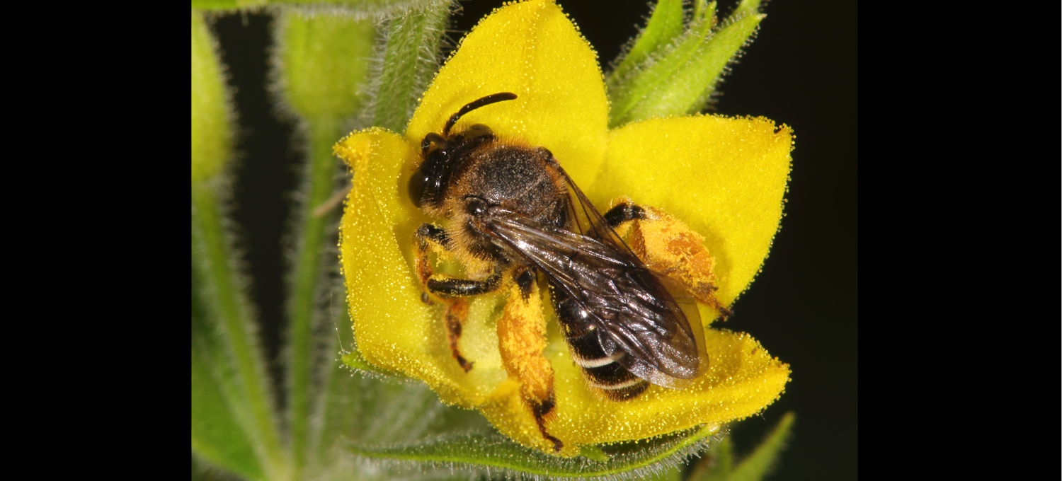 Wildbiene des Jahres 2020: Auen-Schenkelbiene auf Gilbweiderichblüte