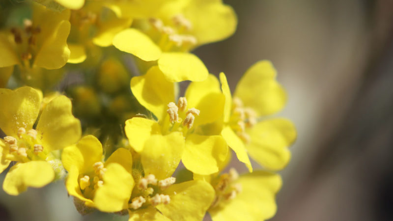 Blüte des Berg-Steinkrauts