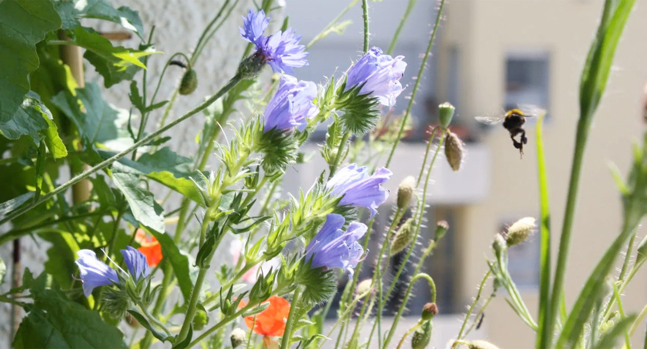 10 Gründe für einen Wildblumen-Balkon - Hummel im Anflug auf Wildblumen