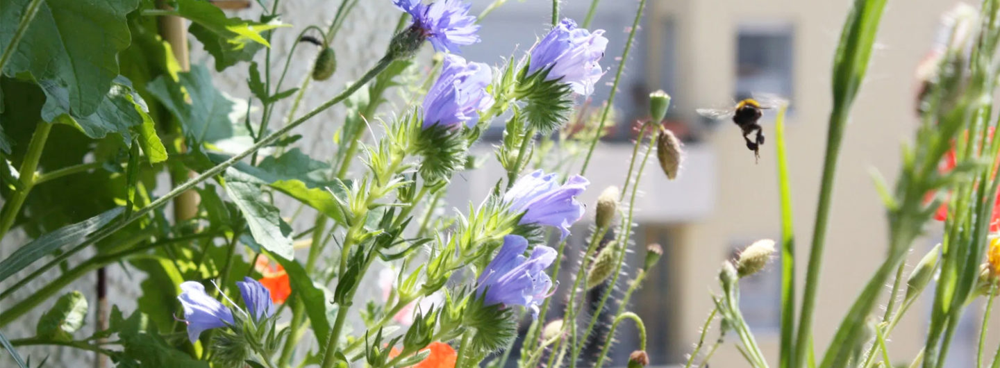 10 Gründe für einen Wildblumen-Balkon - Hummel im Anflug auf Wildblumen