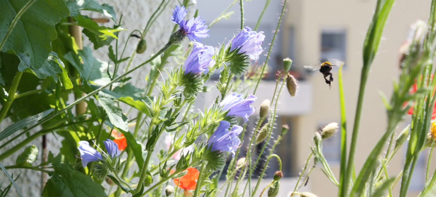 10 Gründe für einen Wildblumen-Balkon - Hummel im Anflug auf Wildblumen