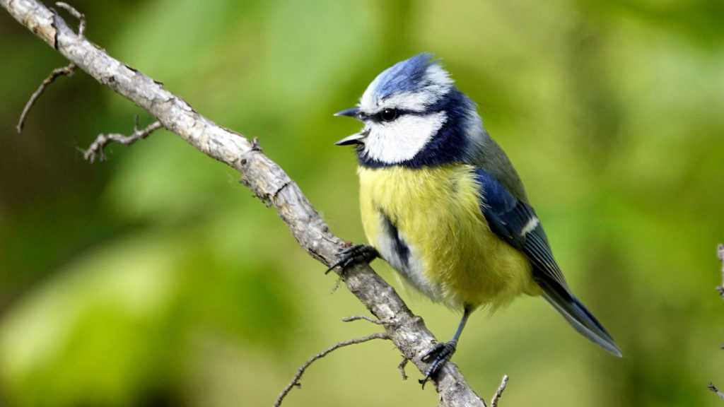 Vogelstimmenhotline: Singende Blaumeise