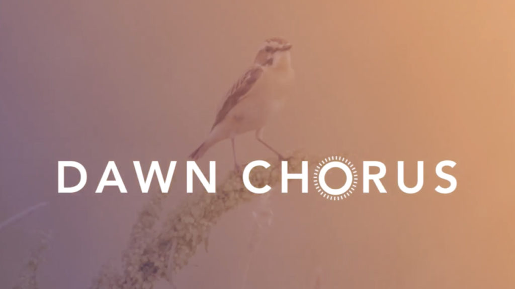 Dawn Chorus