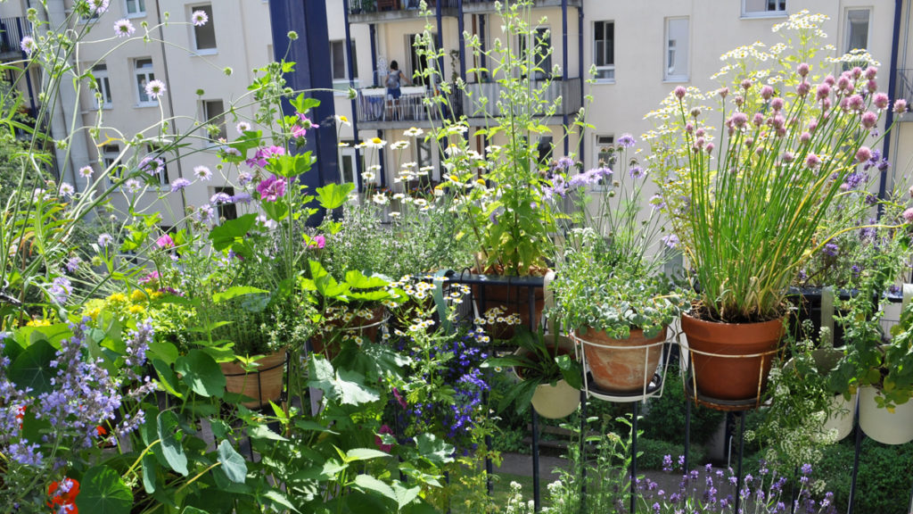 Balkonbesuch bei Steffi in Hamburg