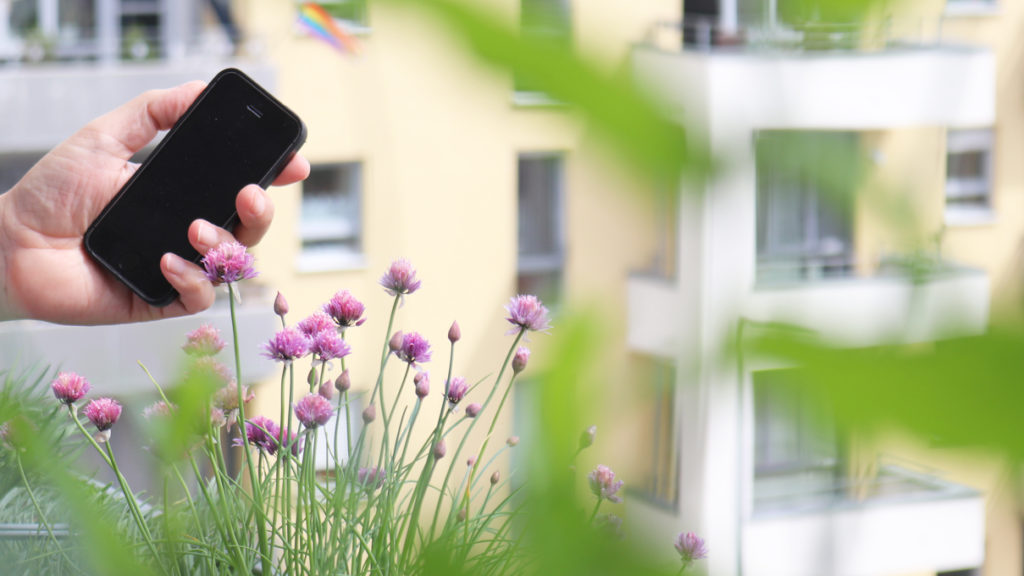 Vogelstimmenhotline: Tipps für den Balkon