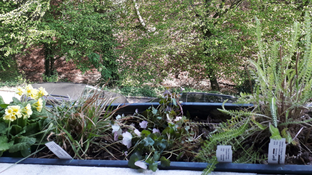 Balkonbesuch bei Bernd in Wuppertal