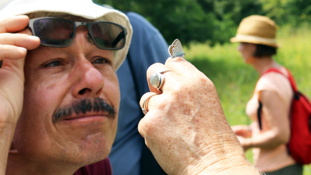 Zählaktion NABU-Insektensommer