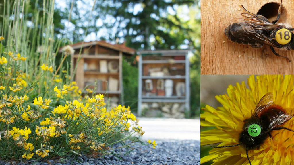 studie flugradius wildbienen