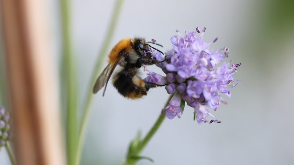 Ackerhummel auf der Blüte des Gewöhnlichen Teufelsabbiss auf dem Wilden Meter