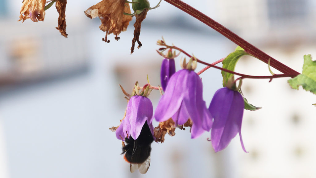Steinhummel-Jungkönigin in einer Acker-Glockenblume im Oktober