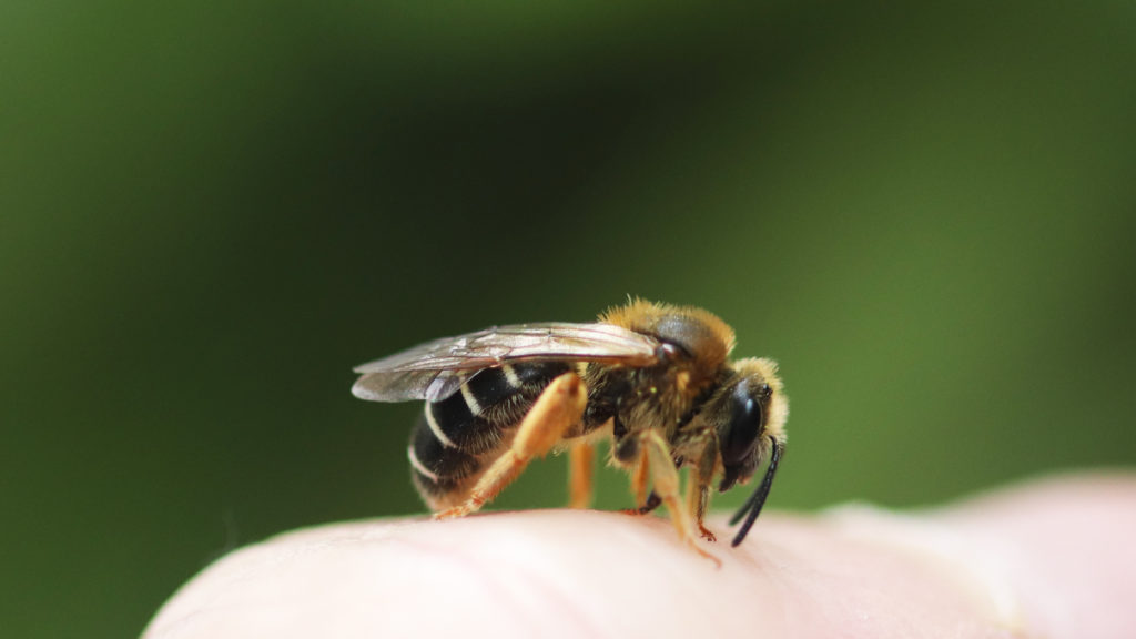 otbeinige Furchenbiene (Halictus rubicundus