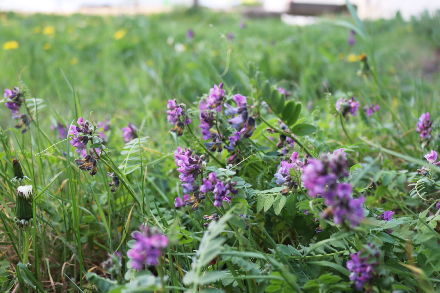 Zaunwicke (Vicia sepium)