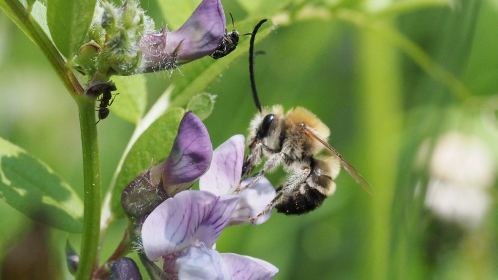 Männchen der Mai-Langhornbiene
