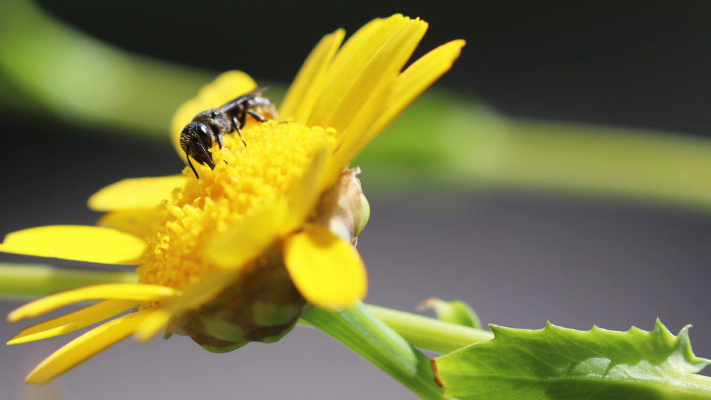 Saat-Wucherblume mit Wildbiene auf dem Wilden Meter im Juni 2020