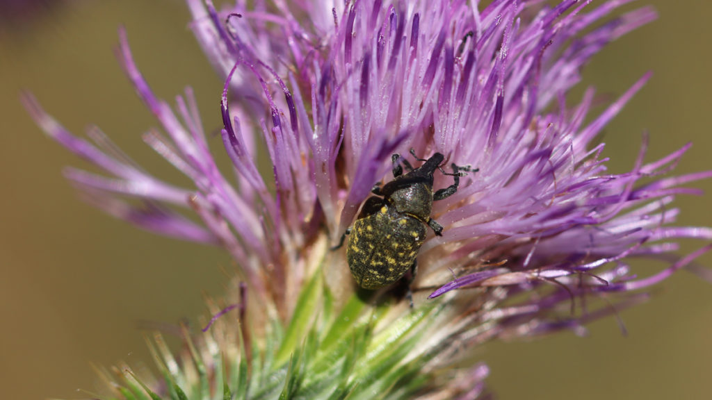 Kratzdistel-Rüssler auf der Blüte einer Gewöhnlichen Kratzdistel