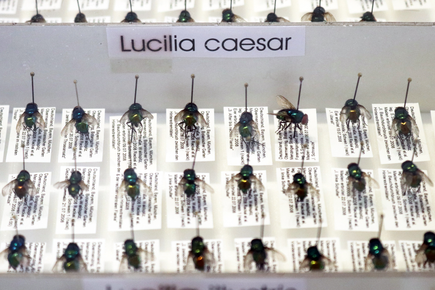 Die Goldfliege in der Forschung: Ausstellungsobjekt am Tag der offenen Tür des Biotopia-Naturkundemuseums in München