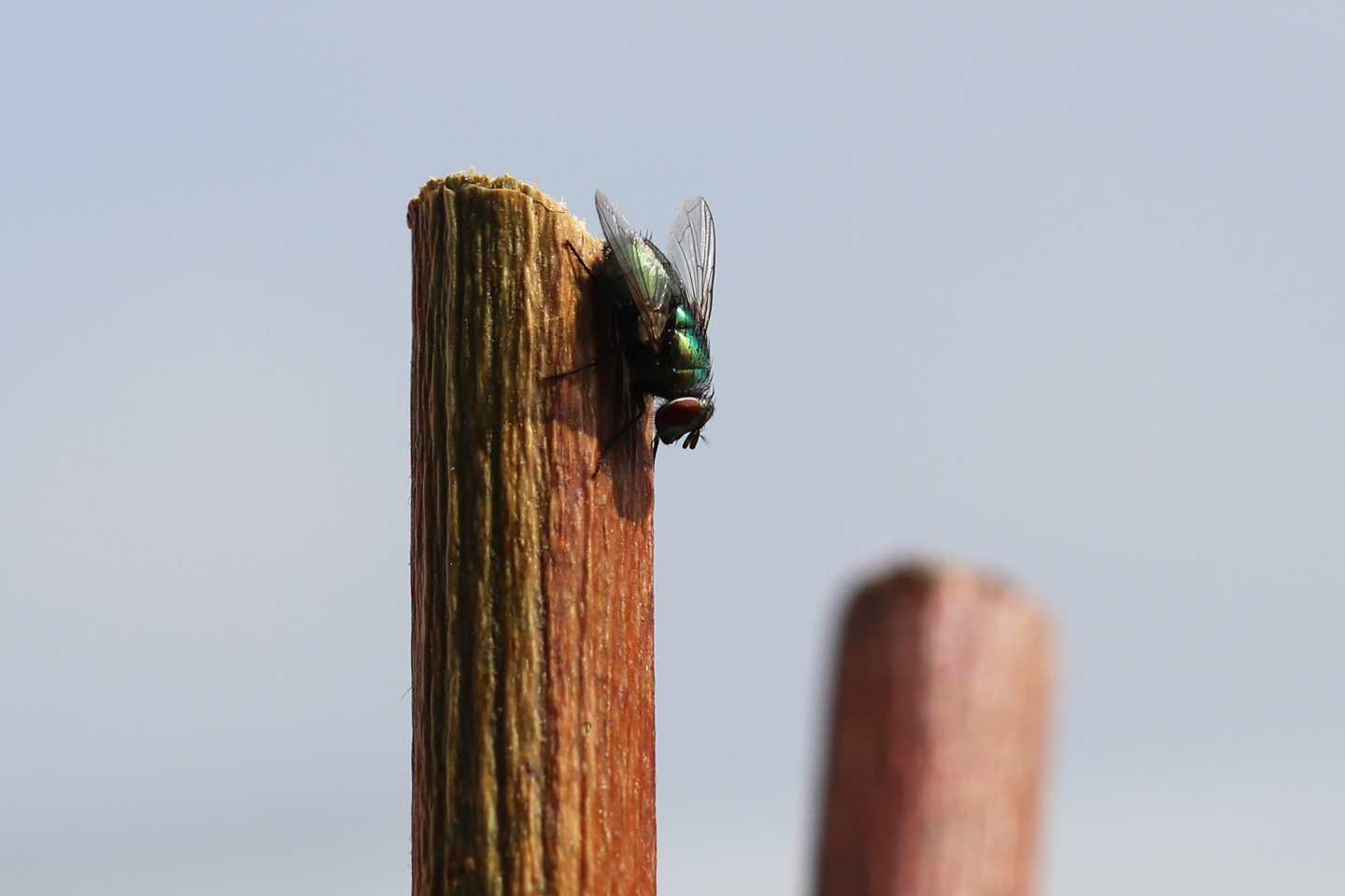Goldfliege (Lucilia caesar)