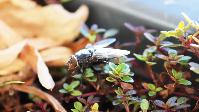 Interview: Fliegen im Winter