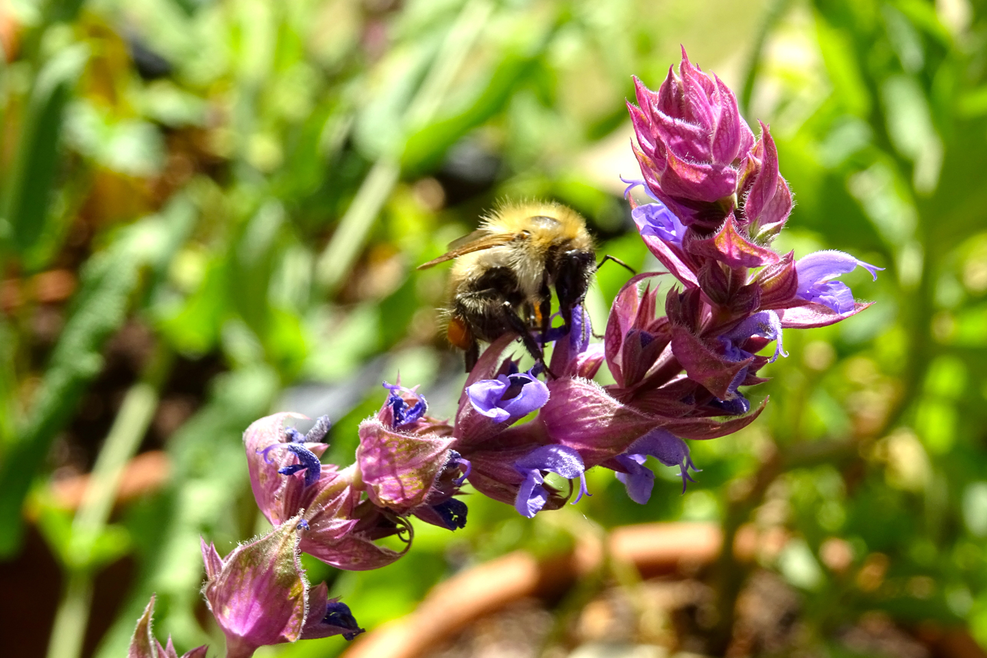 Hummel auf Salvia nemorosa