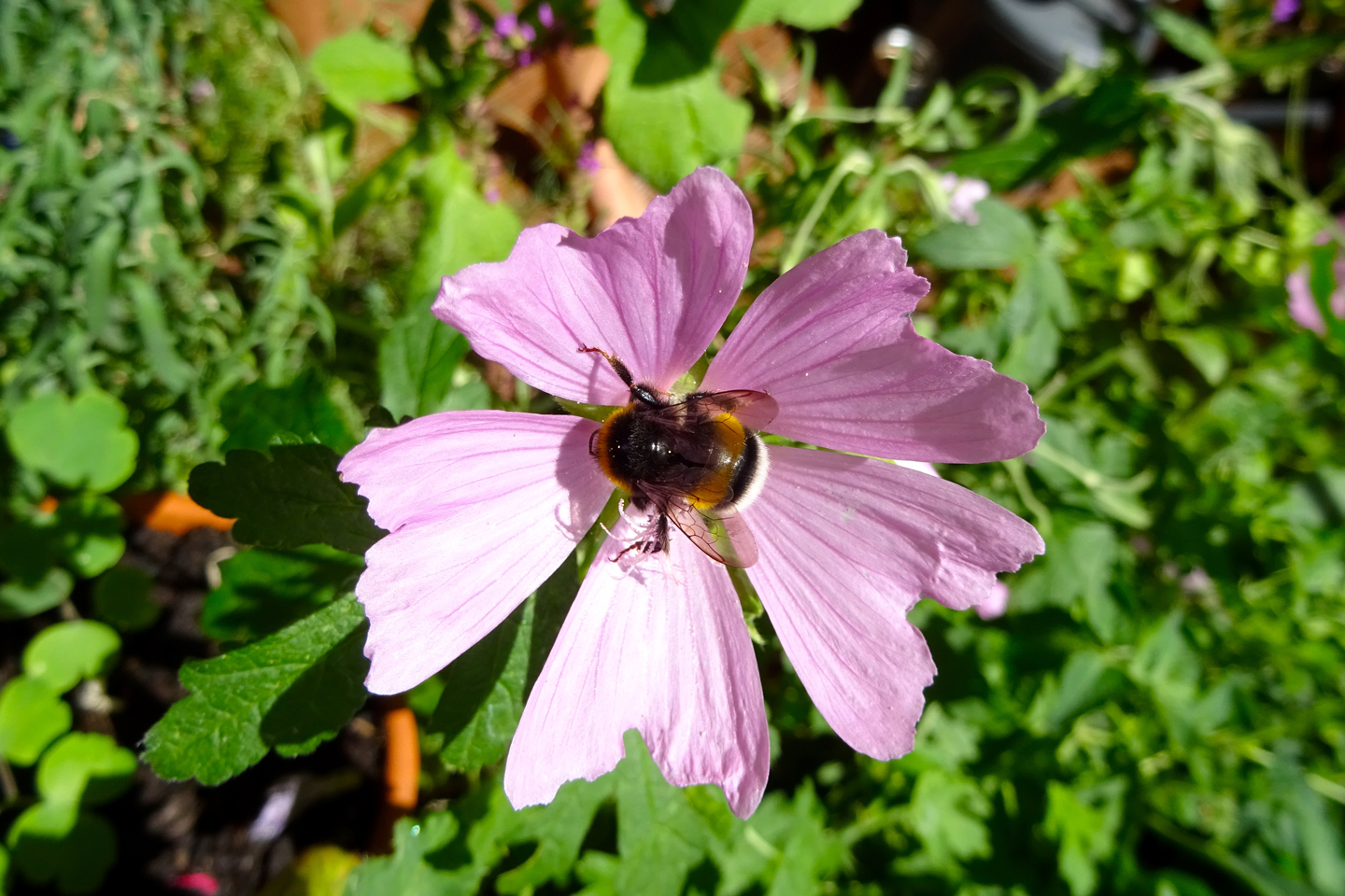 Hummel in Moschusmalve