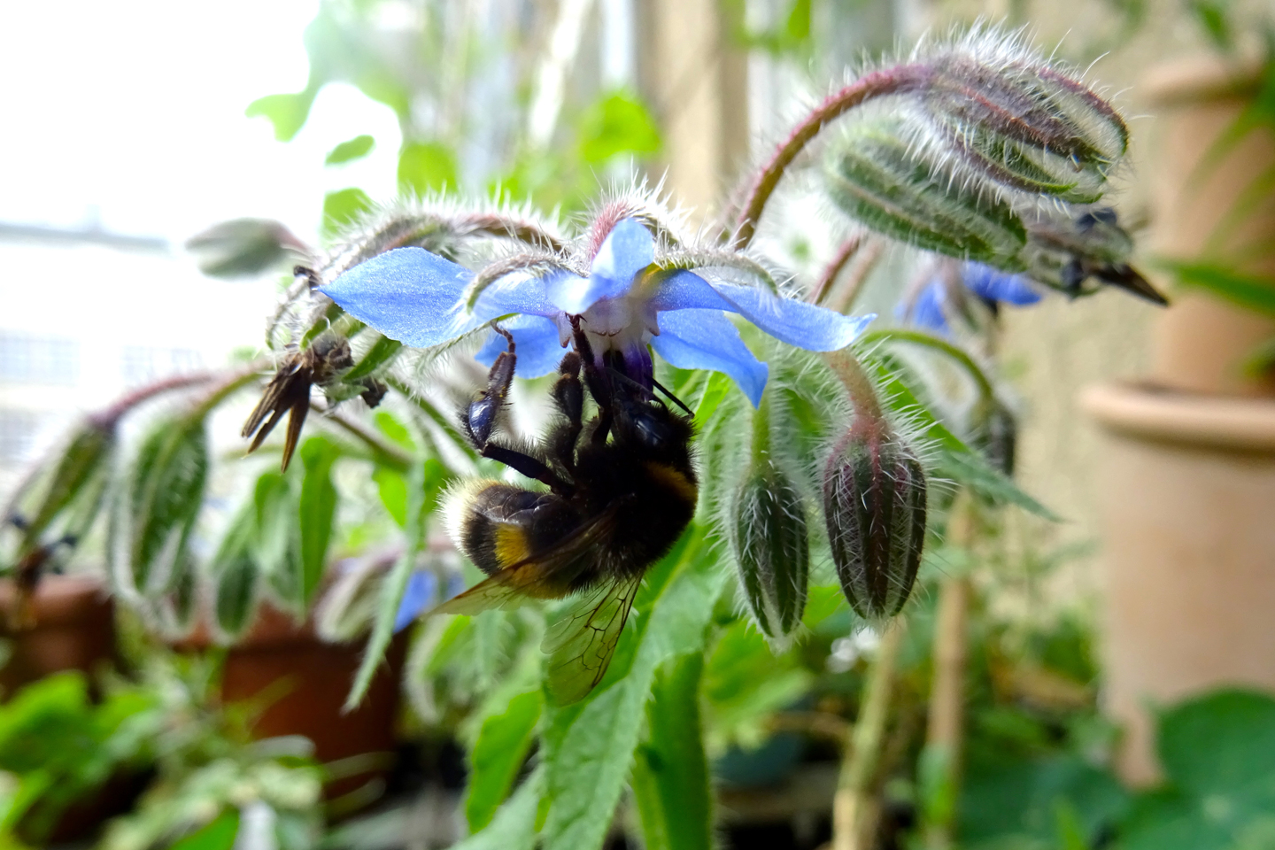 Hummel in Borretschblüte
