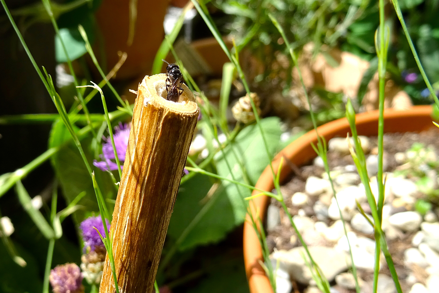 Grabwespe in markhaltigem Stängel