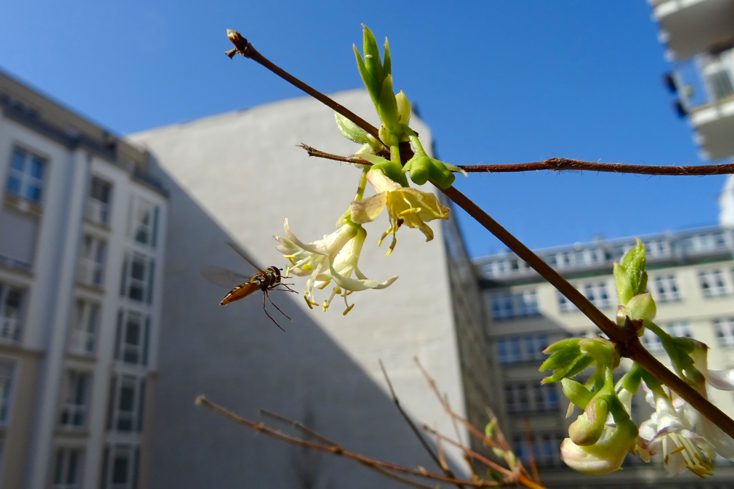 Eine Schwebfliege freut sich über das Blütenangebot der Heckenkirsche im Frühjahr.