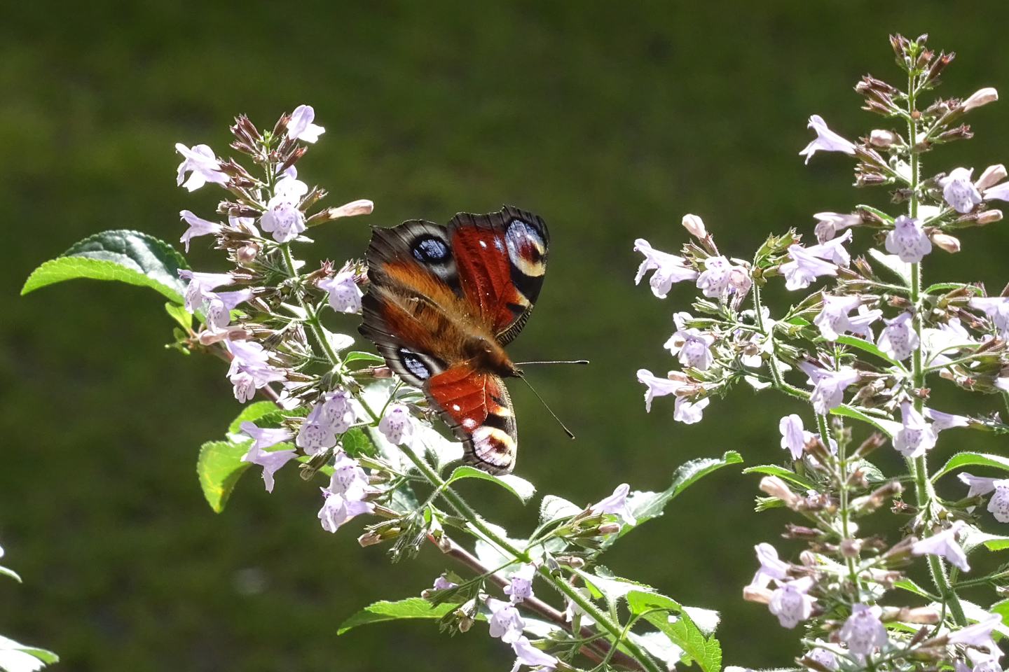 Ein Schmetterling hat die Bergminze entdeckt.