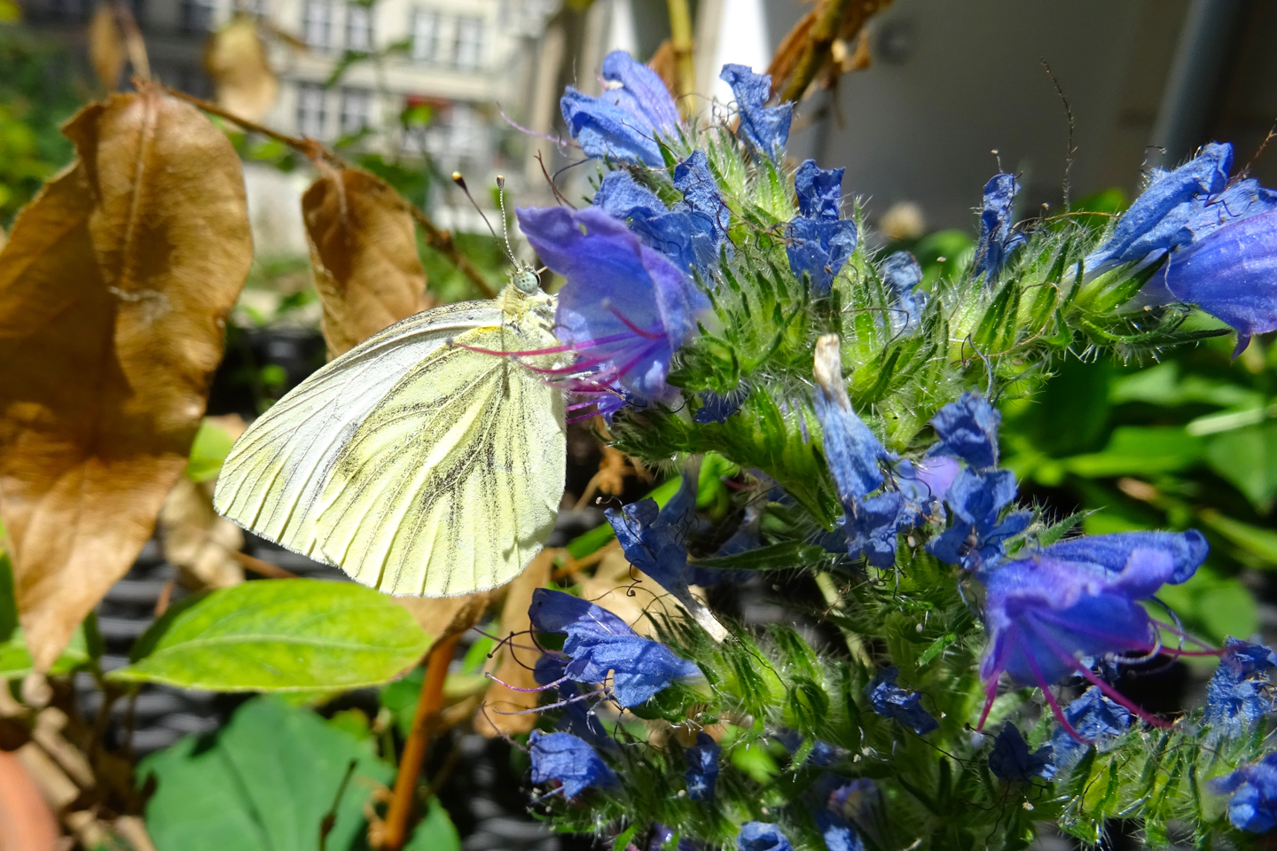 Grünaderweißling trinkt am Gewöhnlichen Natternkopf (Echium vulgare)