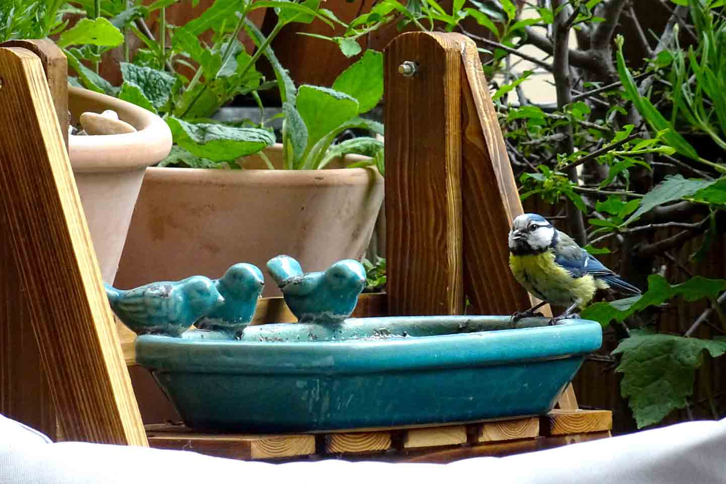 Blaumeise an der Vogeltränke auf Danielas Naturbalkon.