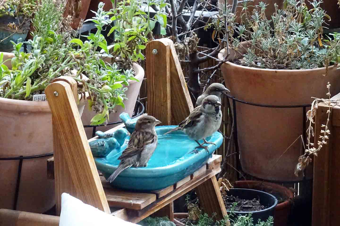 Spatzen an der Vogeltränke von Daniela Berg.