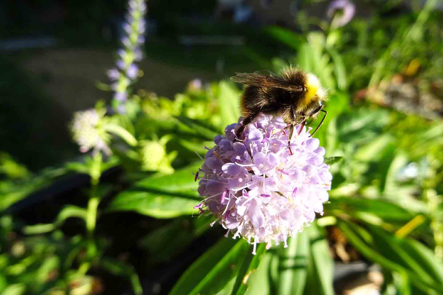 Hummel auf Gewöhnlichem Teufelsabbiss