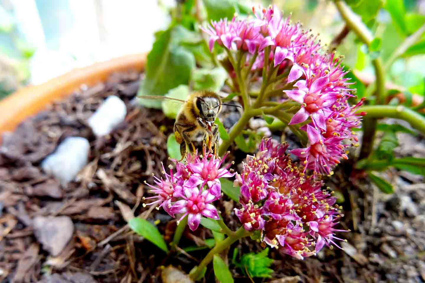 Honigbiene auf Sedum telephium im Oktober 2020