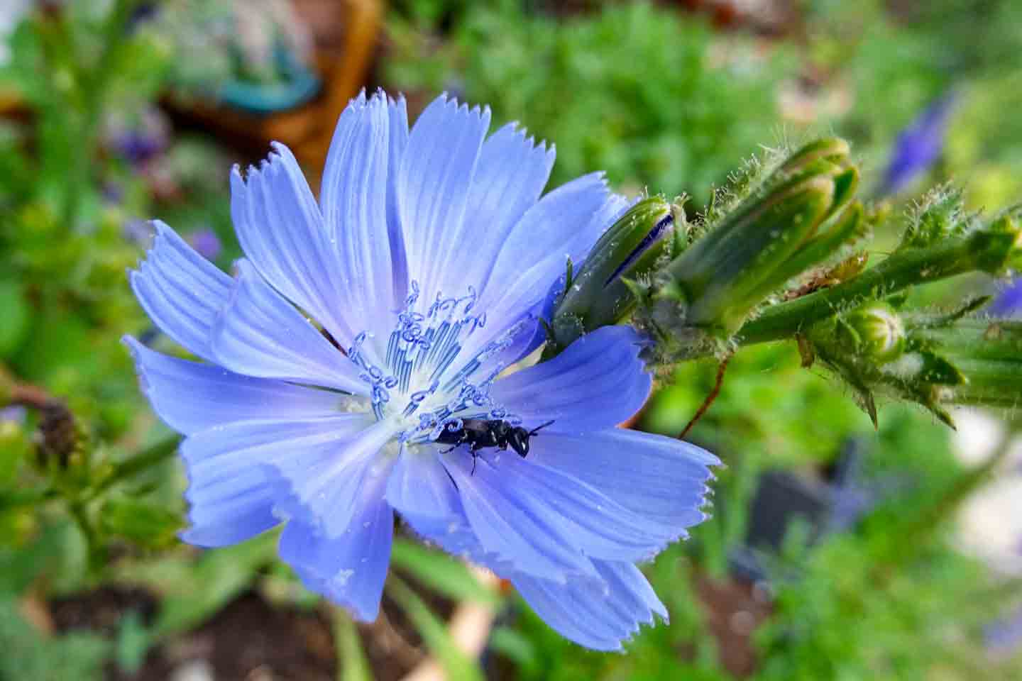 Wegwarte mit Wildbiene im Juli 2020