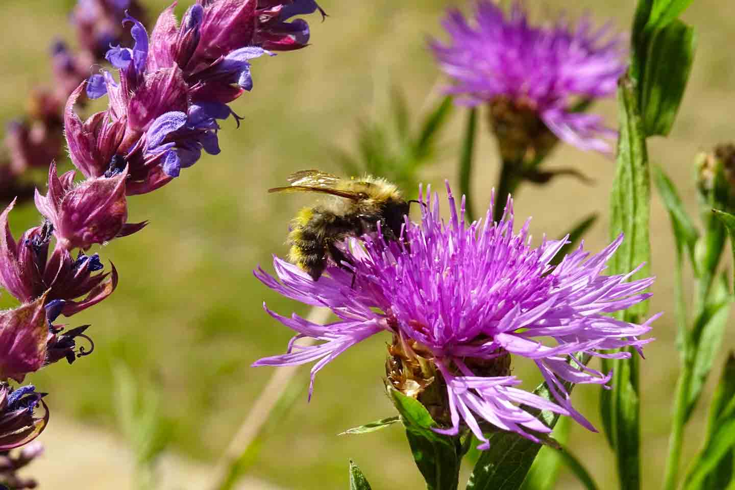 Hummel auf einer Wiesenflockenblume