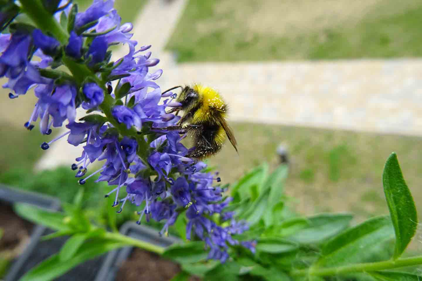 Hummel auf Veronica spicata