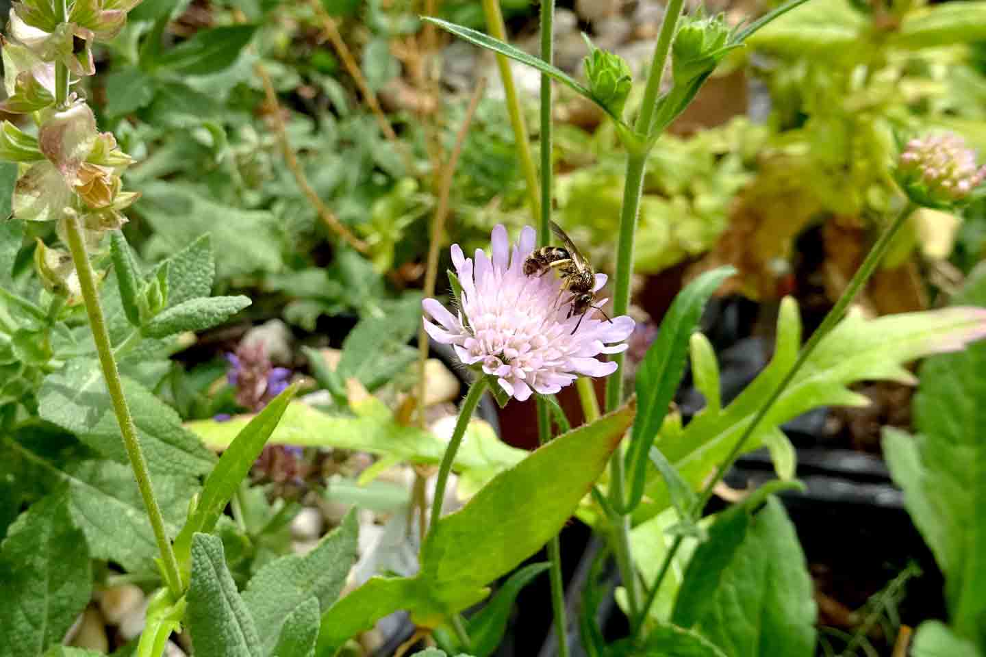 Knautia arvensis