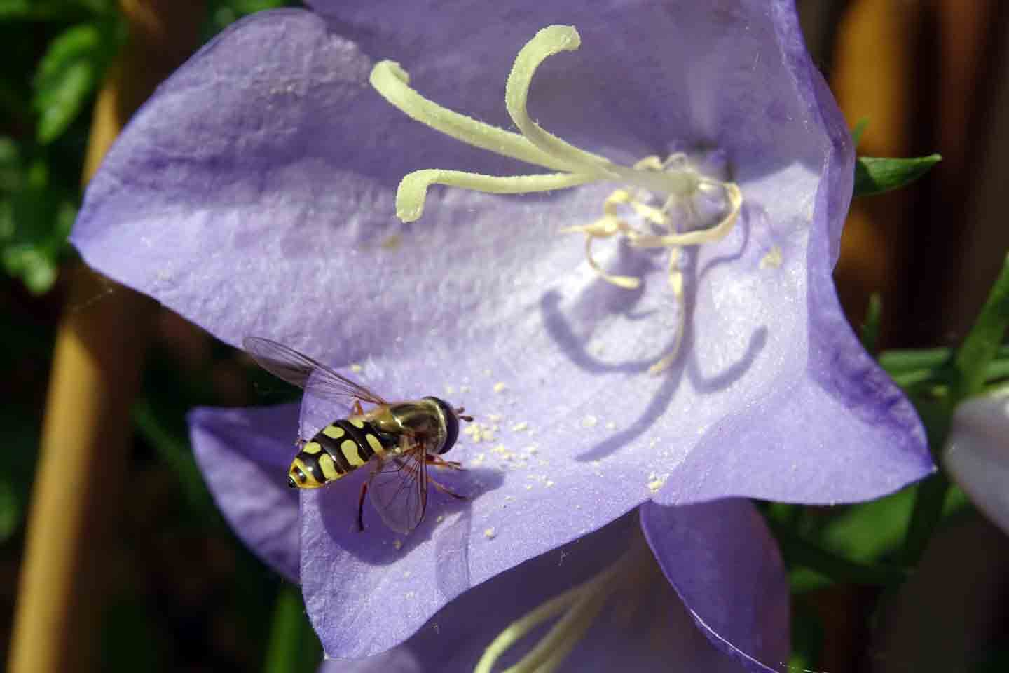 Eine Schwebfliege speist in der Blüte einer Pfirsichblättrigen Glockenblume