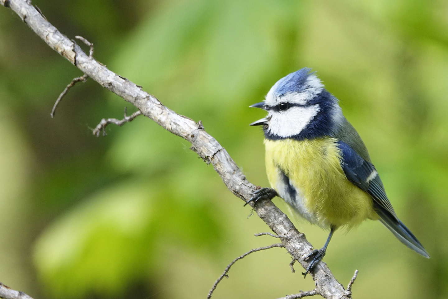 Blaumeise. Vogelstimmenhotline von Philipp Herrmann.