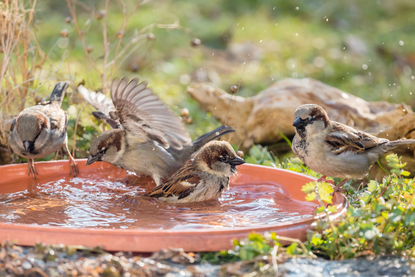 Haussperlinge an einer Wasserstelle. (c) Ralph Sturm / LBV