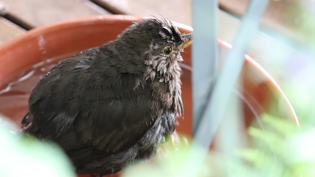 Amselweibchen Annamirl badet auf dem Wilden Meter