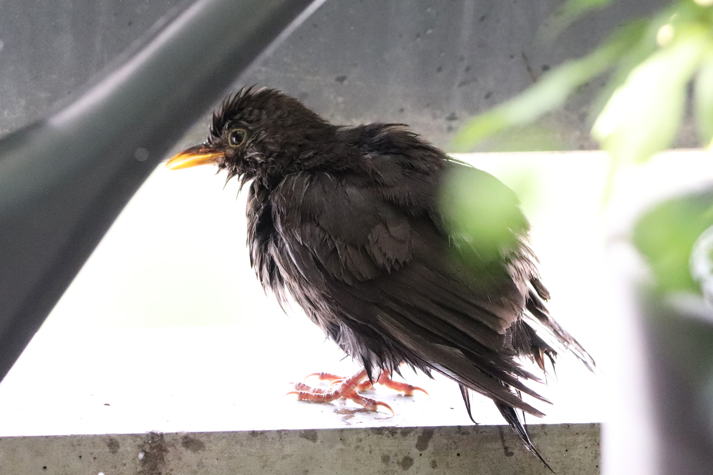 Plitschnasse Amsel nach dem Bad auf dem Wilden Meter