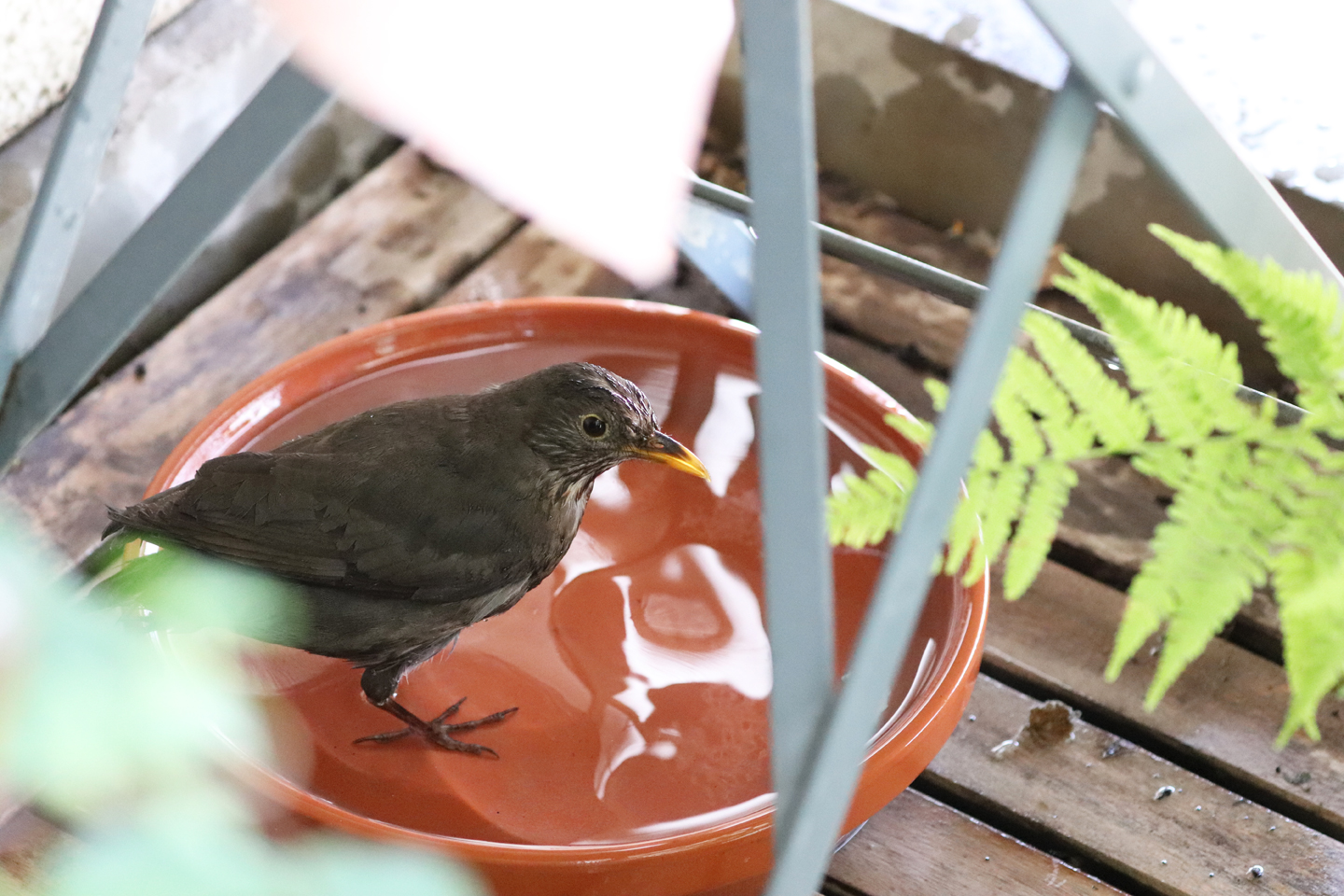 Amselweibchen trinkt