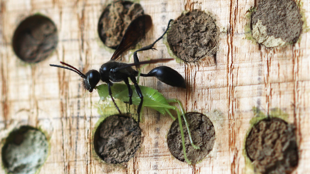 Stahlblaue Grillenjägerin (Isodontia mexicana) mit einer Eichenschrecke als Beute an der Nisthilfe auf dem Wilden Meter