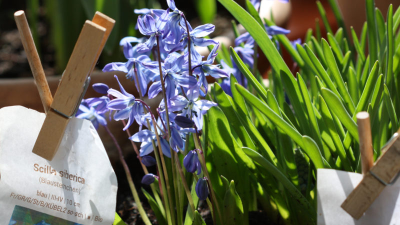 Sibirischer Blaustern (Scilla siberica)