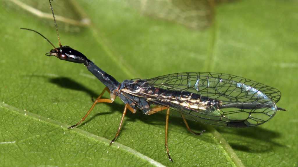 Insekt des Jahres 2022: Schwarzhalsige Kamelhalsfliege (Venustoraphidia nigricollis)
