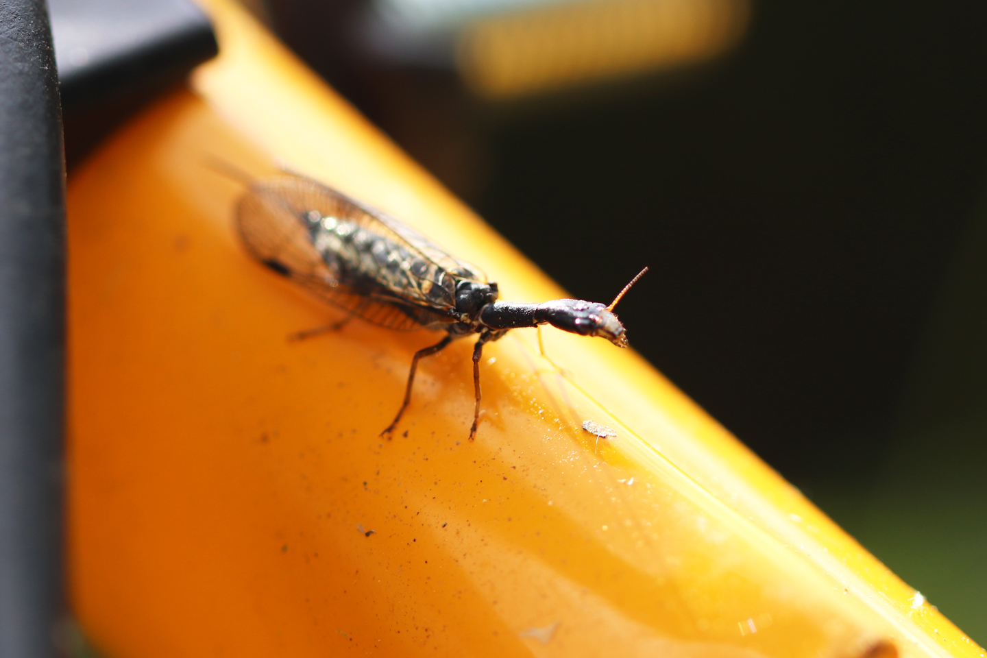 Kamelhalsfliege, Mittlere Oberpfalz