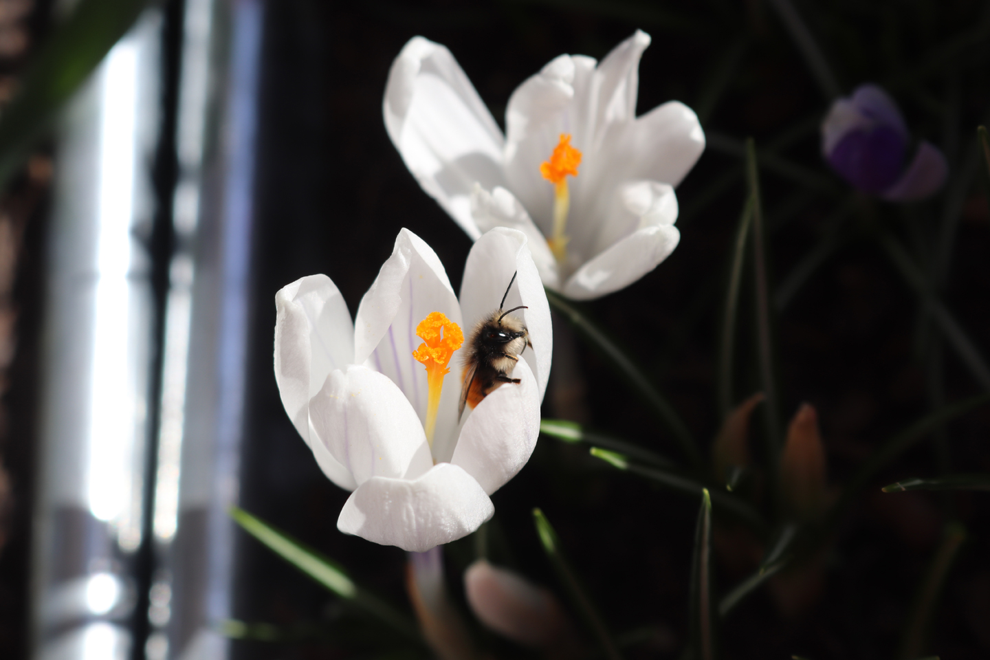 Krokus Jeanne d’Arc