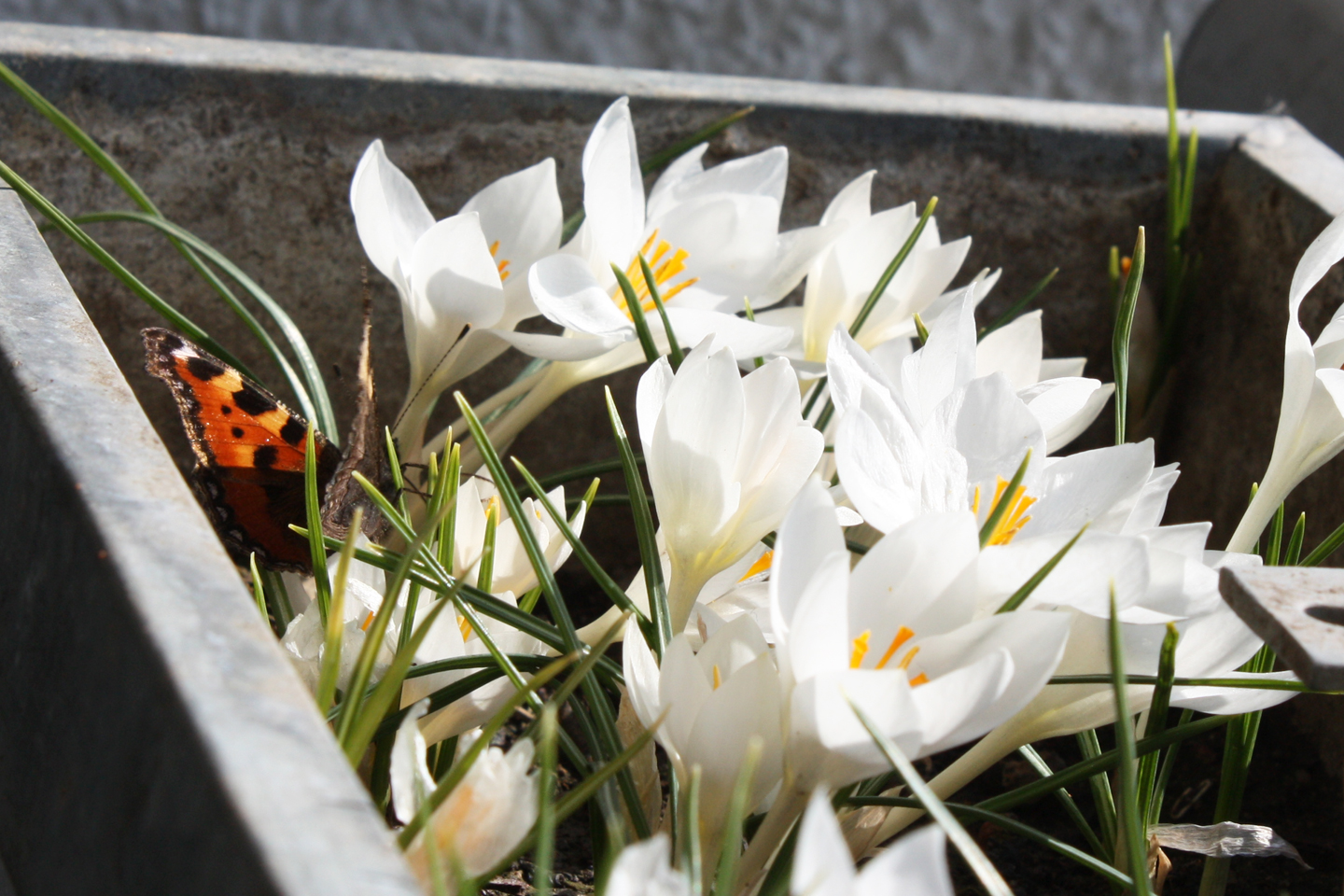 März: Ein Kleiner Fuchs trinkt Nektar aus einem Krokus